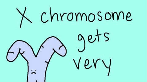 X Chromosome VERT